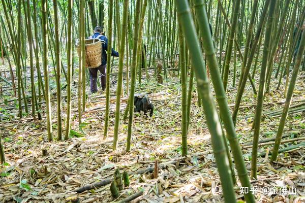 南川方竹论坛最新动态，探索与发现的前沿阵地